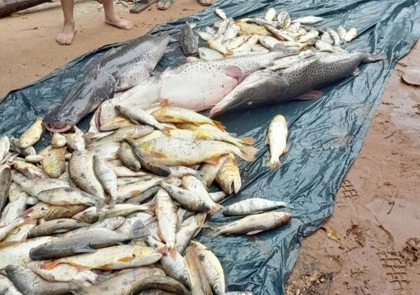 Itapé vuelve a sufrir mortandad masiva de peces tras intensas lluvias y denuncian contaminación recurrente
