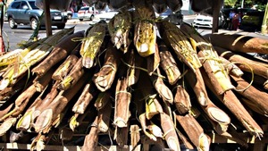 Flor de coco: Tradición y motor económico en Cordillera