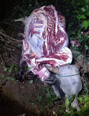 Denuncian faenamiento clandestino de un toro en Belén - Concepción al Día