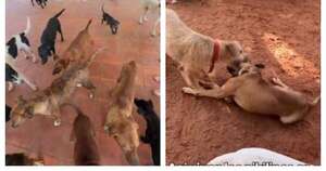 La Nación / “Ya no podemos más”: refugio Los Pikilines anuncia el cierre de sus puertas ante la saturación