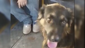 El viaje de Tilín: Recorrió 15 kilómetros en micro buscando a su dueña