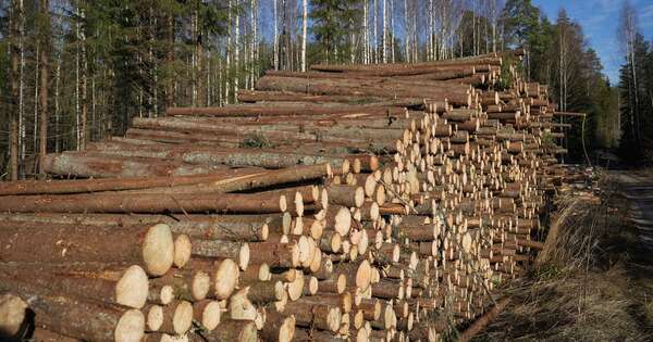 La Nación / Paraguay supera los USD 100 millones en exportaciones forestales