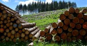 La Nación / Sector forestal superaría los USD 100 millones por envíos en 2025