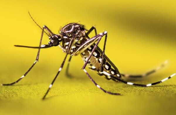 Fiebre amarilla: un dato muy importante para los viajeros