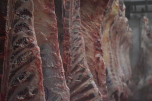 Mercosur consolida su liderazgo exportador de carne vacuna y fortalece el escenario hacia 2026