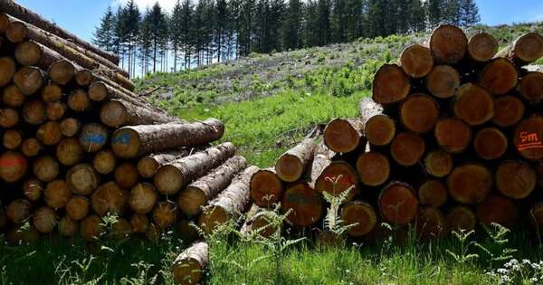 La Nación / Envíos forestales serían por más de USD 100 millones
