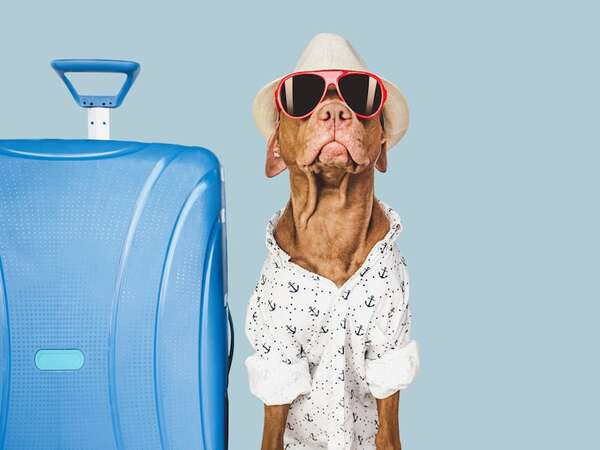 El dilema de las vacaciones: cómo decidir si tu perro es apto para un viaje largo o no - Mascotas - ABC Color