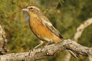 Registran por primera vez en Paraguay a la monterita canela en una reserva del Chaco Seco