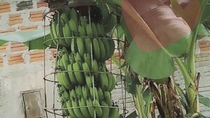 Vecino enrejó un cacho de bananas para evitar robo