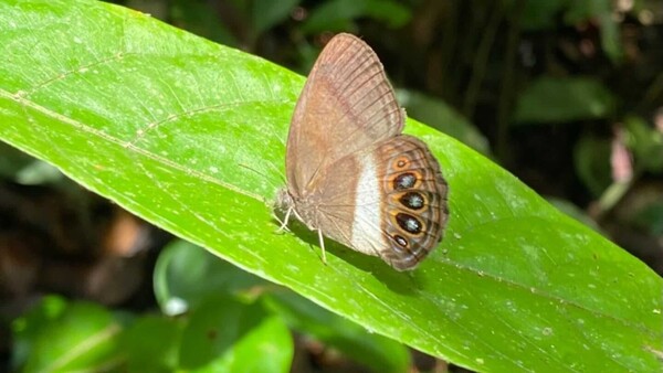 Científicos describen una nueva especie de mariposa en la Amazonía ecuatoriana