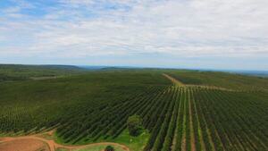 Récord histórico: por primera vez exportación forestal supera los US$ 100 millones