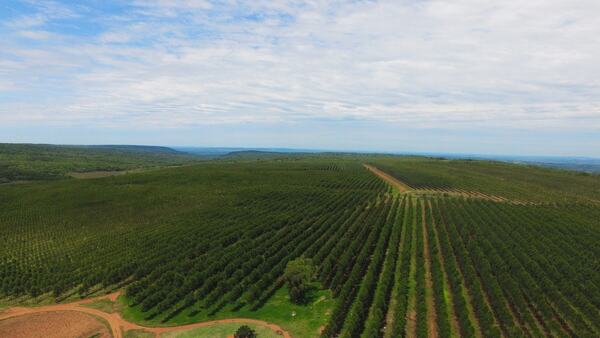 Récord histórico: por primera vez exportación forestal supera los US$ 100 millones