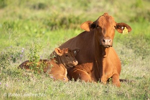 Genética adaptada Brangus: una clave estratégica para producir carne en los trópicos y subtrópicos