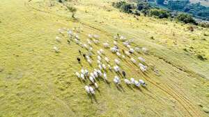 De ganadero a agricultor de pastos  - ABC Rural - ABC Color