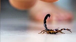 Cuidados contra alacranes, arañas y uso de la creolina en estos días