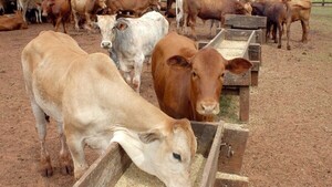 Appec: “Sin previsibilidad, ganadería paraguaya perderá competitividad”