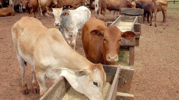 Appec: “Sin previsibilidad, ganadería paraguaya perderá competitividad”