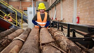 El sector forestal supera los USD 100 millones en exportaciones