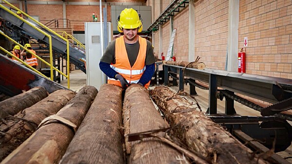 El sector forestal supera los USD 100 millones en exportaciones