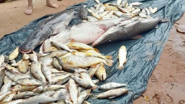 “Es catastrófico”, dijo el pa’i por la mortandad de peces