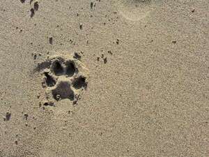 Alerta de arena caliente: lo que todo dueño de mascota debe saber antes de ir a la playa - Mascotas - ABC Color