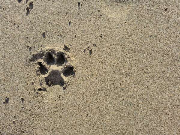 Alerta de arena caliente: lo que todo dueño de mascota debe saber antes de ir a la playa - Mascotas - ABC Color