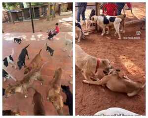 Popular / Refugio de jagua'i en Luque anuncia cierre: "Estamos colapsados"