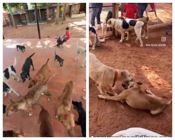 Popular / Refugio de jagua'i en Luque anuncia cierre: "Estamos colapsados"