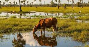 La Nación / Desarrollan un innovador protocolo para la ganadería
