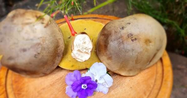 La Nación / Conacyt financia estudio de hongos nativos aptos para la alimentación