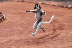 ¿Por qué el sifaka se mueve así? Descubrí la evolución detrás de su ‘baile’ único - Ciencia - ABC Color