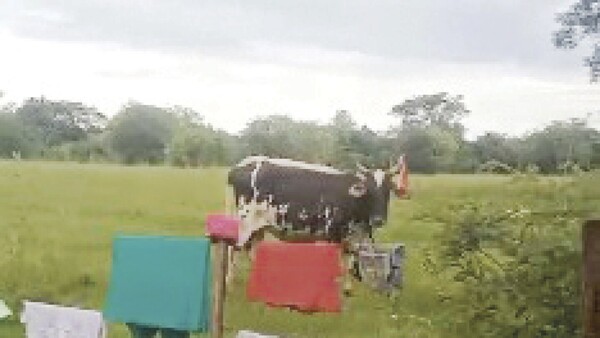 Vaca robó una tanga y huyó: la dueña salió a perseguirla