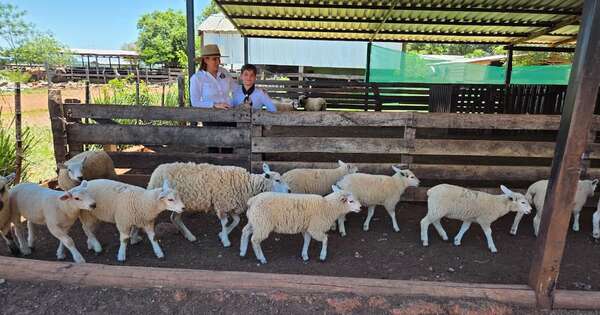 La Nación / Ovinocultura paraguaya busca ampliar su hato para sostener el impulso exportador