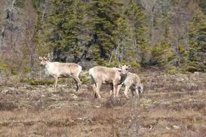 ¿Qué es lo que tira el trineo de Papá Noel?