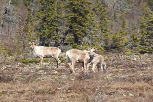 ¿Qué es lo que tira el trineo de Papá Noel?