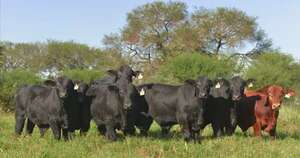 La Nación / Destacan recuperación tras la sequía y proyectan años favorables para la carne bovina