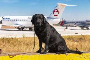 Conocé a Rocky, el perro héroe que será homenajeado por su servicio a la seguridad nacional - Nacionales - ABC Color