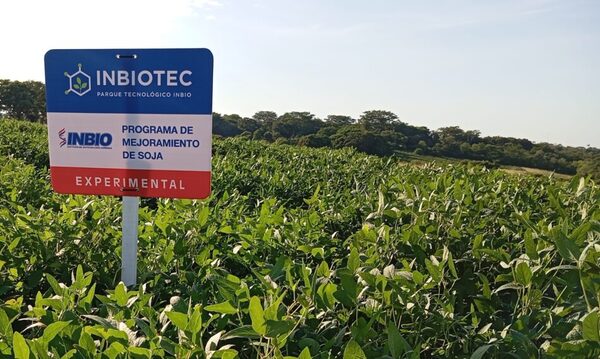 Soja con tecnología HB4 bajo la lupa: evalúan su comportamiento en campo