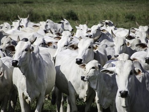 Ganadería en el Chaco: abundancia de forraje, falta de animales y una proyección de baja productividad