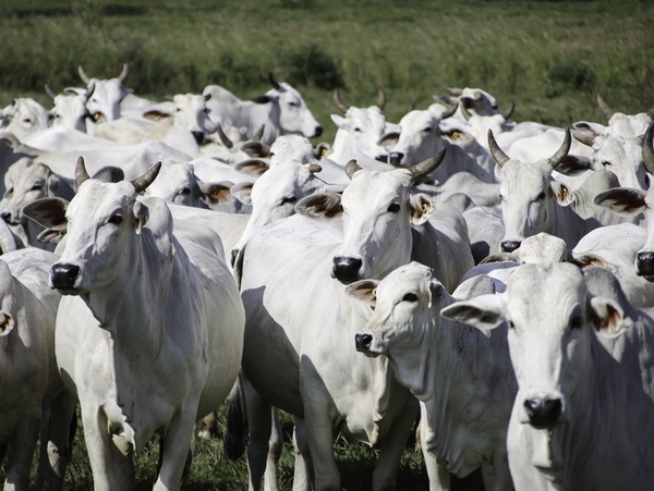 Ganadería en el Chaco: abundancia de forraje, falta de animales y una proyección de baja productividad