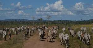 La Nación / La ganadería paraguaya podría alcanzar 16 millones de cabezas, según la Appec