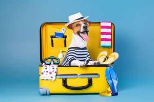 Diez cosas que debés empacar en la maleta de tu mascota para unas vacaciones sin contratiempos - Mascotas - ABC Color