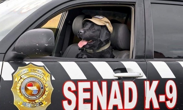 Rocky, el perro héroe de la SENAD, será homenajeado por su servicio a la seguridad nacional