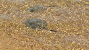 Bañistas sufren picaduras de rayas en playas de Encarnación