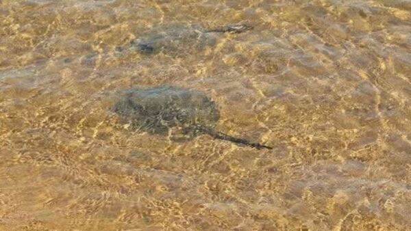 Bañistas sufren picaduras de rayas en playas de Encarnación