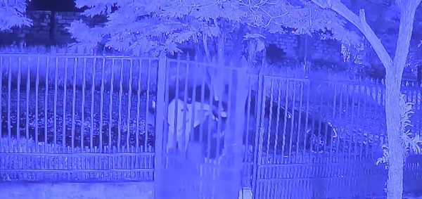 Popular / Roban 10 palos y electrónicos a comerciantes lambareños