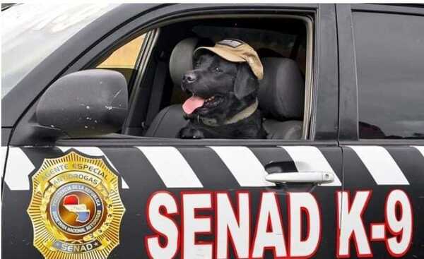 Popular / Rocky, el "agente especial" de la Senad fue distinguido por la Junta de Asu