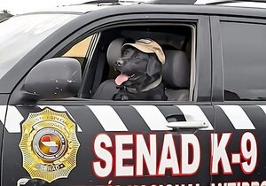 Rocky recibe medalla por su labor en el Servicio Canino al retirarse