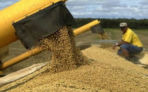 Soja, carne y energía lideran las exportaciones paraguayas en 2025 - El Trueno