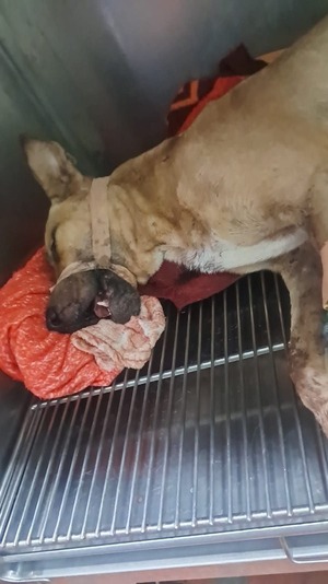 Popular / Omanoma "Perrín" tras explosión de petardo en Navidad